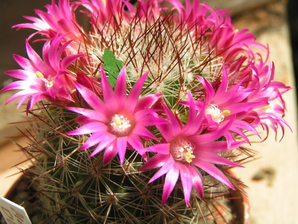 Mammillaria duoformis